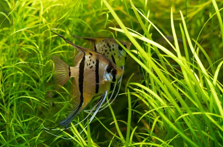 Скалярія асс. ХXL. (лат. - Pterophyllum scalare)