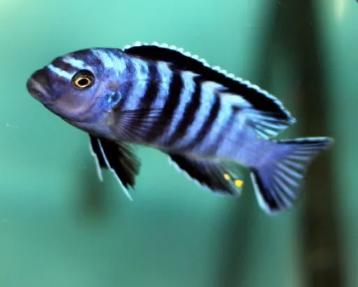 Псевдотрофеус Элонгатус орнатус, L (лат. - Pseudotropheus elongatus Ornatus)