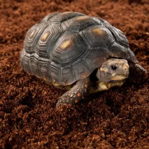 Підкладка з кокосового волокна Repti-Zoo Coconut Fiber Substrate 8л SB650