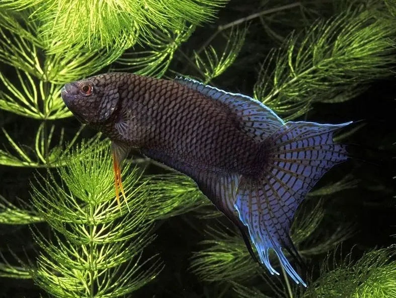 Макропод чорний, XL (лат. - Macropodus spechti)