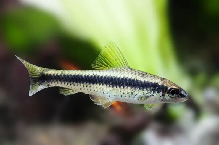 Сіамський водоросліїд (лат. - Crossocheilus siamensis)