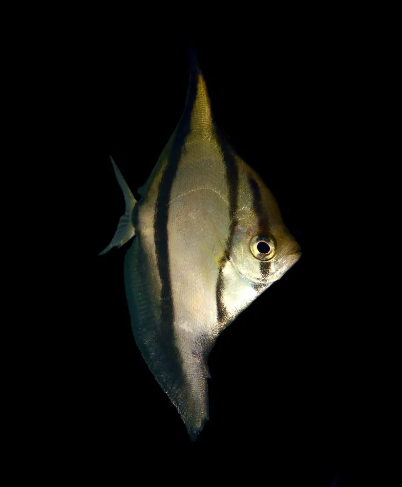 Монодактіл сібає (лат. - Monodactylus Sebae)