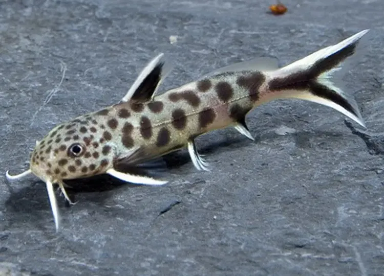 Сінудонтіс Петрикола, S. (лат. - Synodontis petricola)