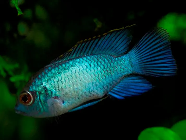 Нанакара Блю нєонова S (Nannacara neon blue)