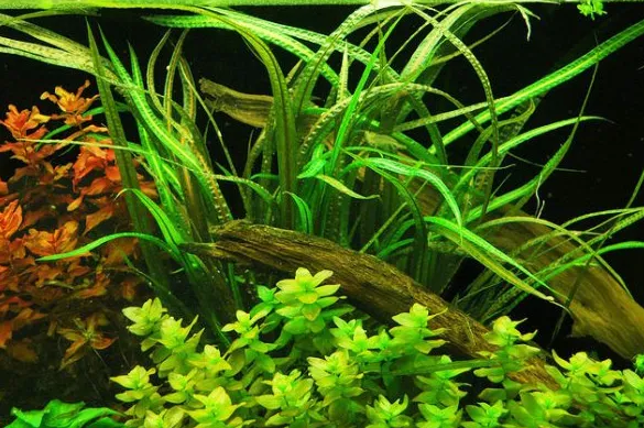Криптокорина Балансе, M (лат. - Cryptocoryne Balansae)