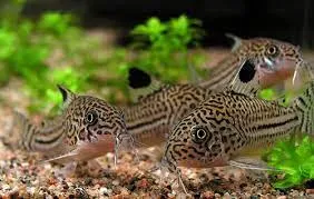 Коридорус Трилінеатус (лат. - Corydoras trilineatus)