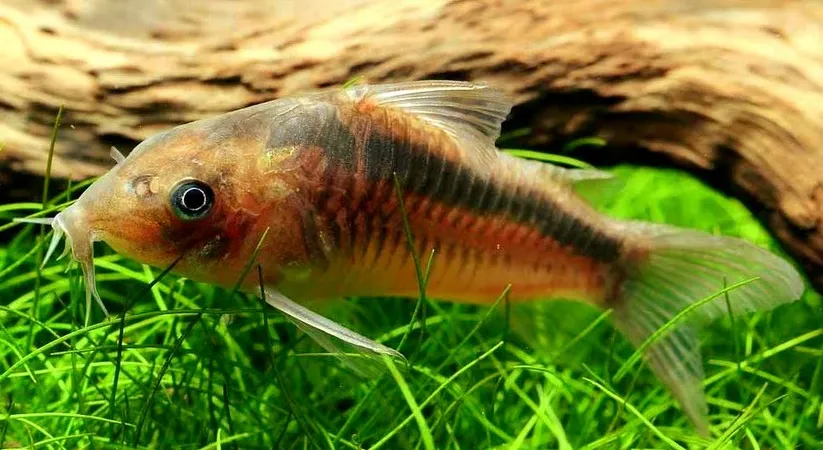 Корідорус рабауті (лат. - Corydoras septentrionalis)