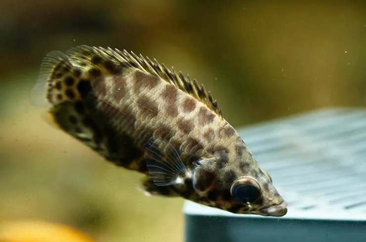 Ктенопома леопардова, M.  (лат. - Ctenopoma acutirostre)