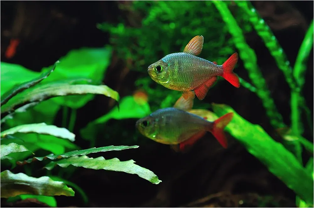 Тетра Колумбійська (лат. - Hyphessobrycon columbianus)