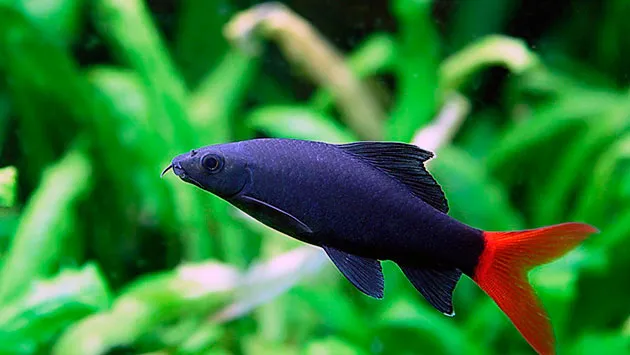 Лабео біколор, S (лат. Epalzeorhynchos bicolor)