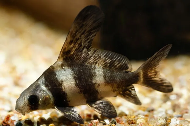 Чукучан (лат. - Myxocyprinus asiaticus)