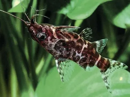 Синодонтіс (Synodontis nigriventris)