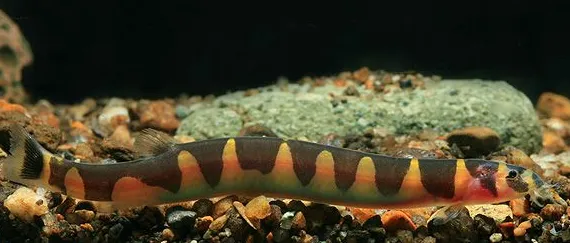 Акантофтальмус Кюля (Acanthophthalmus Kuhlii)