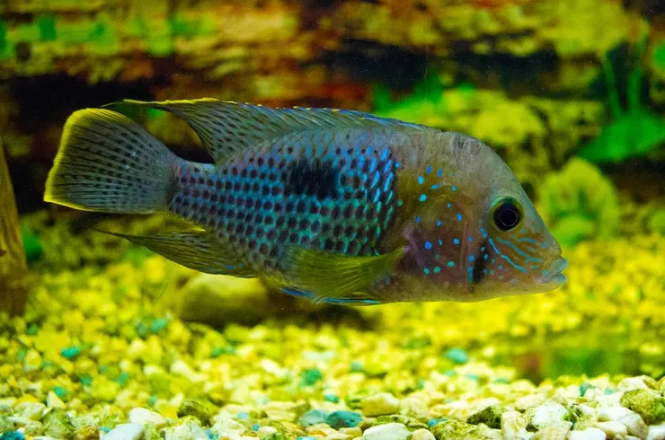 Акара Бірюзова, L / (лат. - Andinoacara rivulatus)