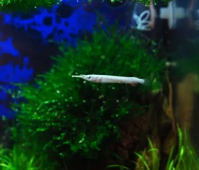 Дермогеніс карликовий (Dermogenys pusillus)