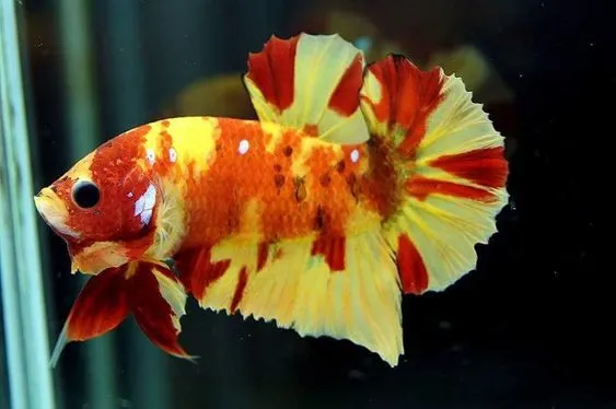Пітушки, Кої. XL. (лат. Betta)