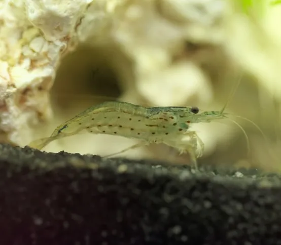 Креветка Амано (лат. - Caridina multidentata)