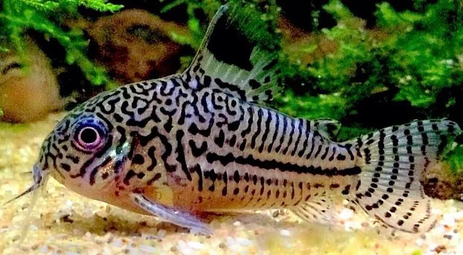Коридорус Трилінеатус (лат. - Corydoras trilineatus)