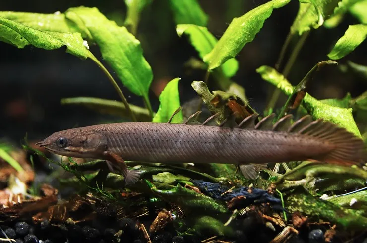Поліптерус сенегальський (лат. - Polypterus senegalus)