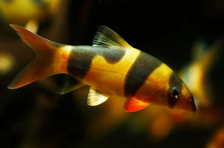 Боція Клоун, S (лат. - Chromobotia macracanthus)
