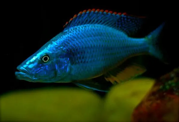 Димідиохроміс компрецисепс (Dimidiochromis compressiceps)