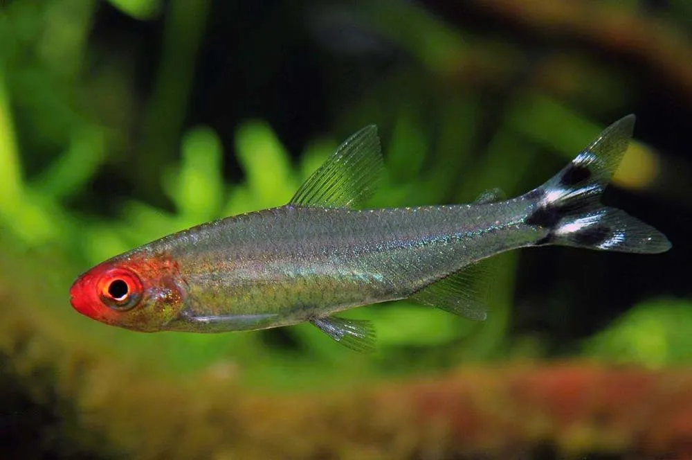 Родостомус, (лат. - Hemigrammus rhodostomus)