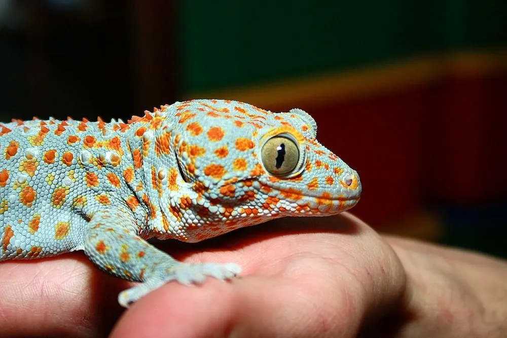 Геккон Токей, або Токі (лат. - Gekko gecko)