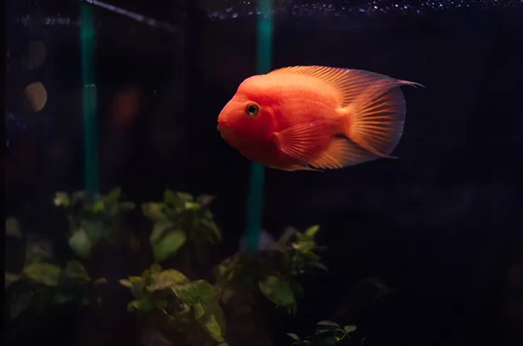 Цихлозома "Червоний Попугай" (лат. - Cichlasoma Red parrot)