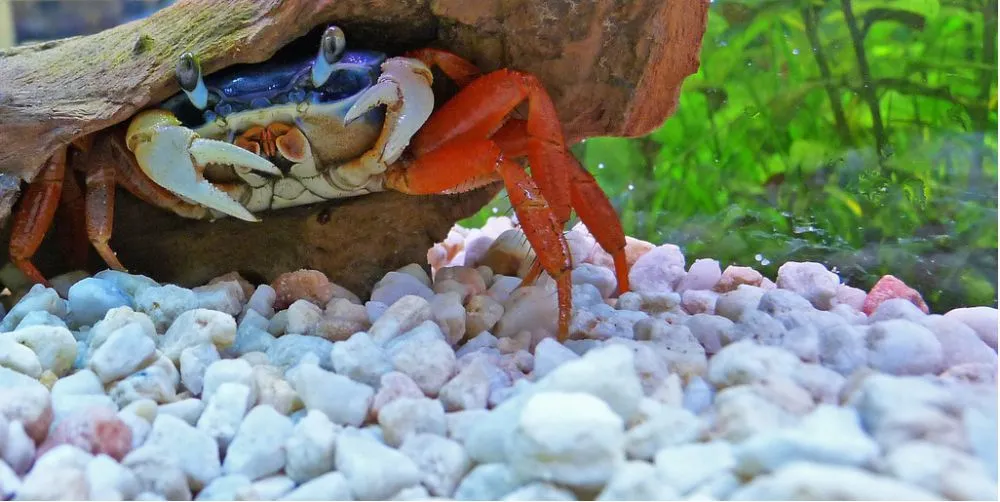 Краб кардісома, (лат - Cardisoma armatum)
