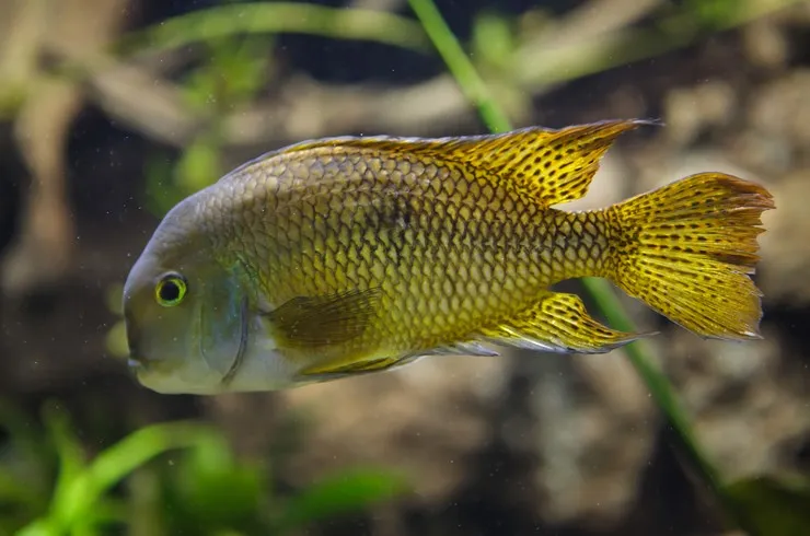 Цихлозома Нікарагуанська, M ( лат . - Hypsophrys nicaraguensis)