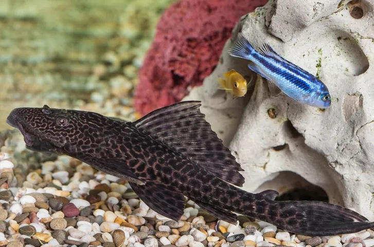 Плекостомус, XL (лат. - Hypostomus plecostomus)