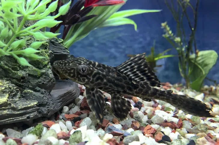 Плекостомус, XL (лат. - Hypostomus plecostomus)