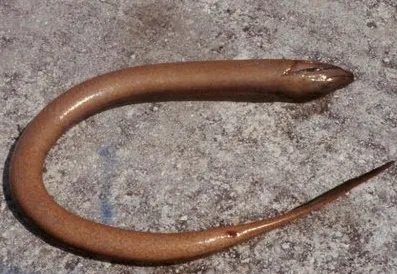 Вугорь рисовий (лат. - Monopterus albus, Swamp eel)