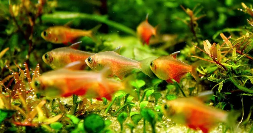 Тетра фон рио (лат. - Hyphessobrycon flammeus)