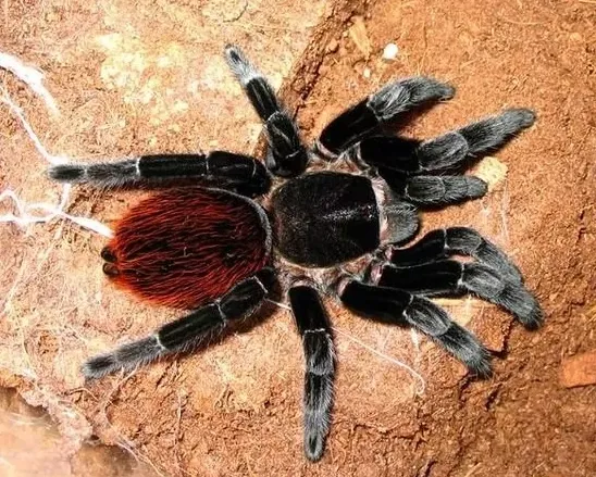 Павук Брахіпельма Ваганс, дор. (лат. - Brachypelma vagans)