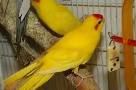 Какарик