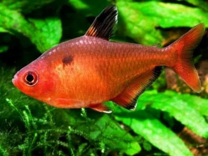 Мінор, (лат. - Hyphessobrycon callistus)