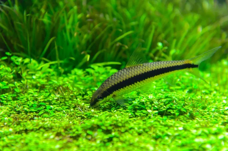 Сіамський водоросліїд XL (лат. - Crossocheilus siamensis)