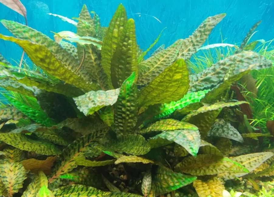 Криптокорина Худоро, M (лат. - Cryptocoryne Hudoroi)