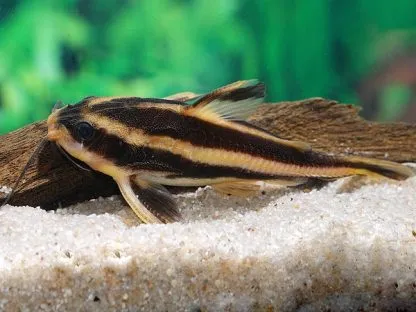 Платідорас M (Platydoras costatus)