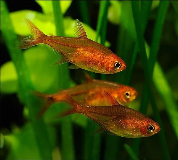 Тетра Аманда (лат. - Hyphessobrycon amandae)