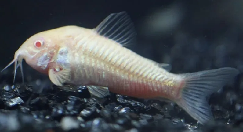 Корідорус Золотий альбінос (лат. - Corydoras aeneus)