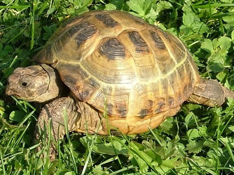 Черепаха Cтепова (лат. - Testudo horsfieldii)