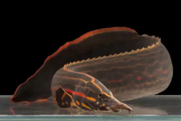 Мастацембел червонополосий (лат. - Mastacembelus erythrotaenia)