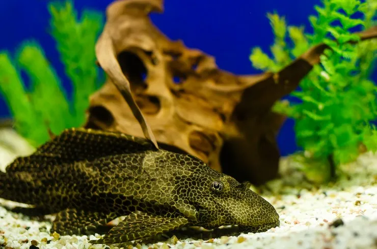 Птеригопліхт парчевий, XL (лат. - Pterygoplichthys gibbiceps)