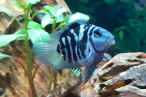 Цихлозома "Червоний Попугай", синій тигровий, S (лат. - Cichlasoma Blue Panda Parrot)