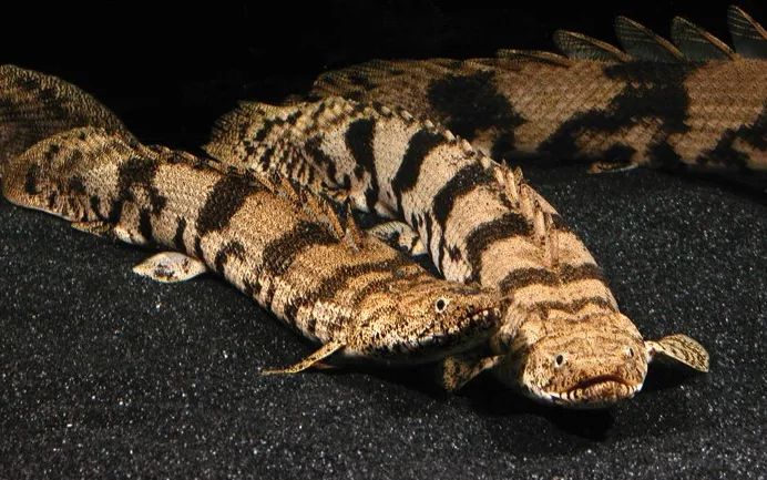 Поліптерус Ендліхера (лат. - Polypterus endlicheri)