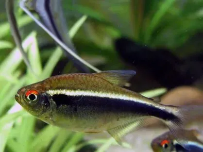 Неон чорний (лат. - Hyphessobrycon herbertaxelrodi) 