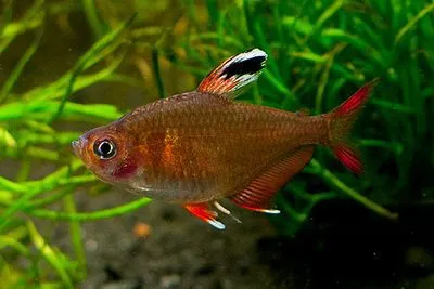 Орнатус білоплавничий, (лат. - Hyphessobrycon sp."white fin")