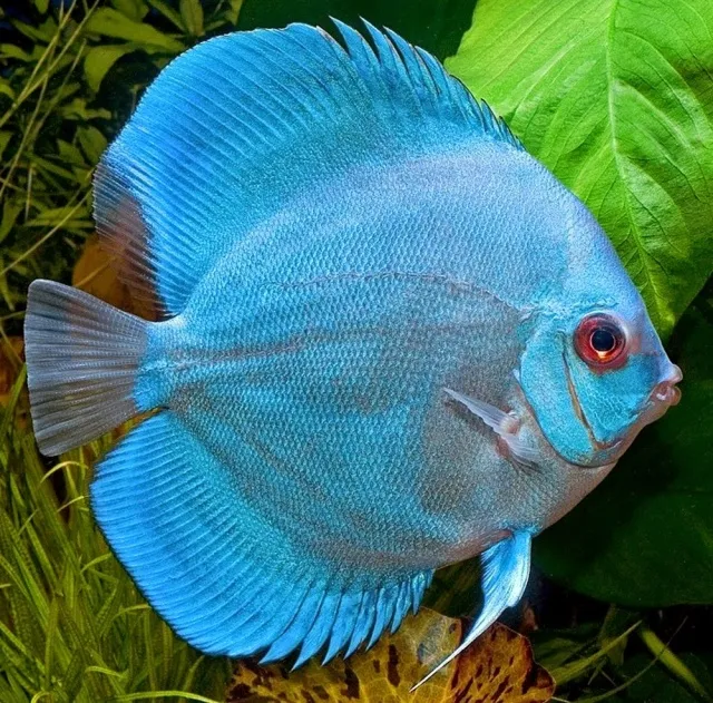 Дискус "Blue Diamond", M (лат. - Symphysodon discus)